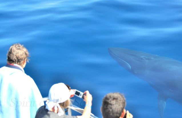 Avistamiento de delfines y ballenas en barco con fondo de cristal - Foto 6