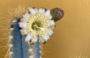 Apartamentos San Jose - Foto 45