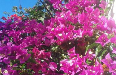 Finca las Palmeras - Foto 39