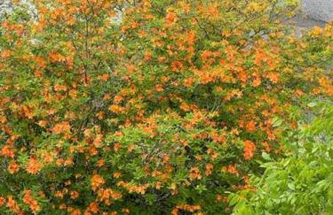 Eagles Nest on Seven Devils - Foto 48