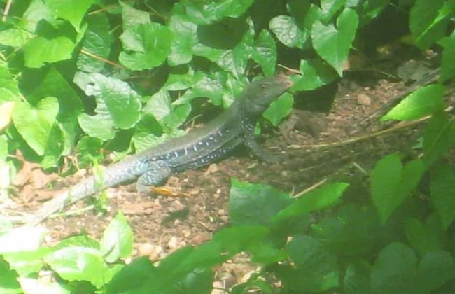 Berkey's Jungle Paradise - Photo 70