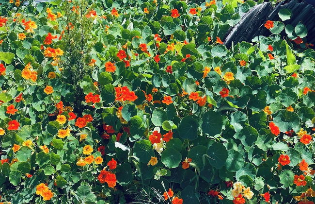 Phaedra House For Relaxing Holidays Near Platanias - Foto 33