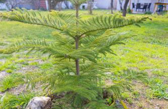 SOFIAS APARTMENTS in LESVOS - Photo 46