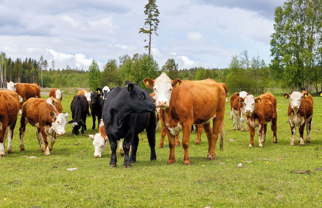 Mickels bondgårdsglamping - Foto 8