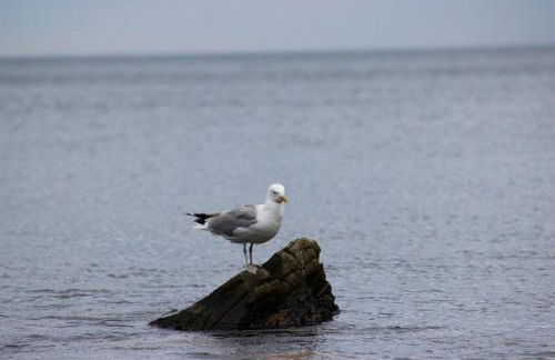 Modern Cottage with Peeks of Ocean Views - Foto 8