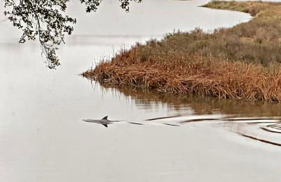Porpoise Pass - Ground Floor Guest Suite - Photo 21