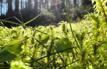 Haus im Schwarzwald - Photo 30