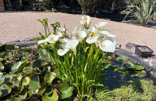 Studland View Cottage - Foto 37