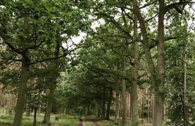 Auszeit auf dem Land im Forsthaus Hohe Heide - Foto 19