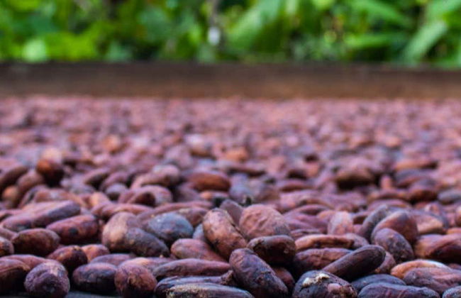 Finca El Argel Cacao Tour - Photo 1