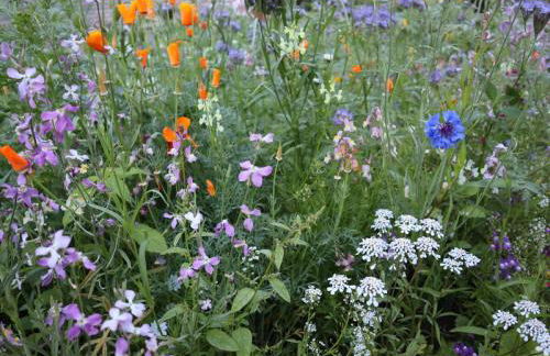 Ferienwohnungen Seerose - Foto 56