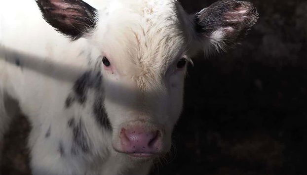 Visita a una granja de vacas lecheras - Photo 4