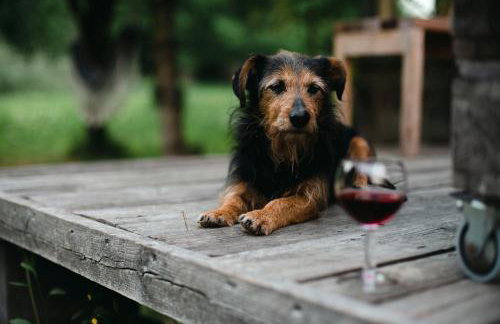 Butterfly Factory - Foto 34