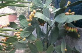 Casa di Giulia (Bambini gratis fino a 6 anni) - Foto 51