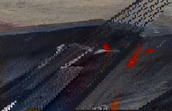 Ezemvelo Nature Reserve - Foto 10