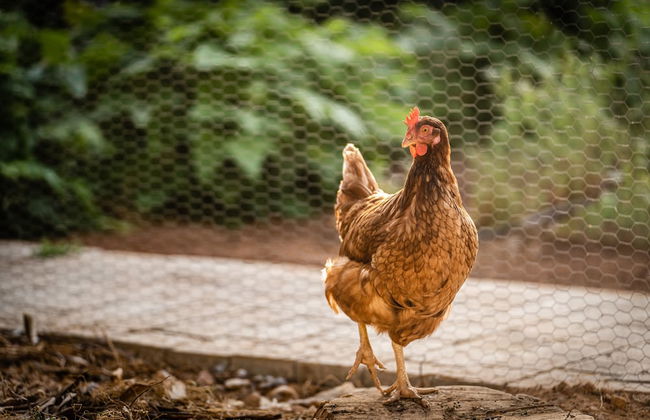 Lago Resort Menorca - Villas & Bungalows del Lago - Photo 59