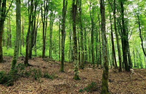 Domek de Janauis - Foto 61