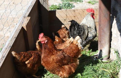 Ferienbauernhof Masunerhof - Foto 13