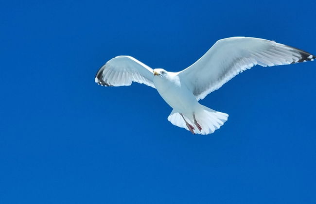 The Horizon Sea View Suite - Foto 17