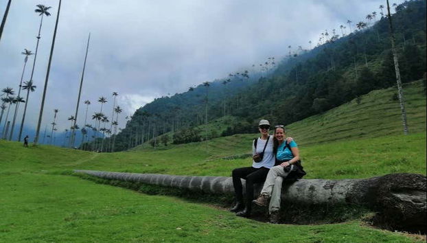 Reposez-vous sur un tronc de palmier à cire