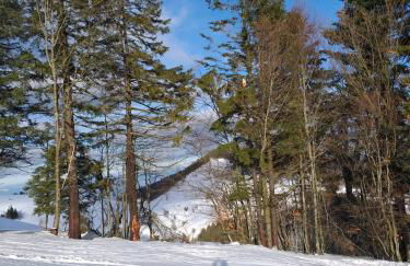 Titisee Haus Vogelnest - Photo 27