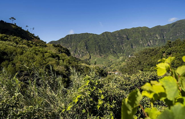 In Laurissilva Forest, Casa do Lanço -carvalho - Foto 56