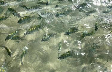 Casa de alto padrão em Maragogi - Alagoas - Foto 5