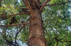 Casa 4 dorms 2 suites - localização perfeita no centrinho e rodeada de natureza - Foto 31