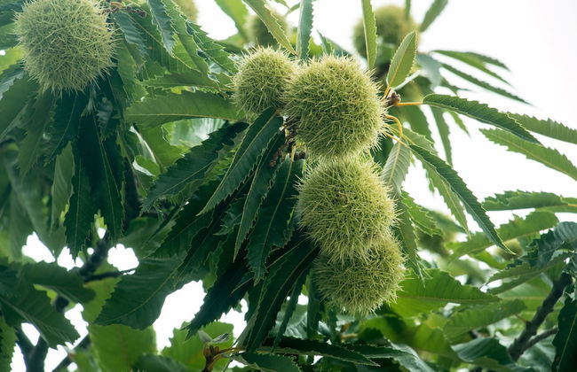 Villa Vlatos - Foto 23