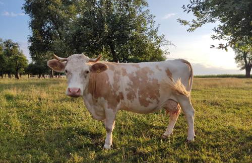 Ferienhaus Maias Muthof - Foto 33