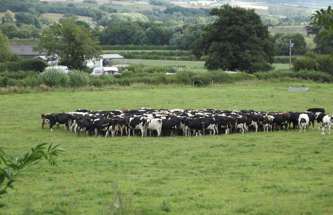 Bridge Farm Holiday Cottages - Foto 66