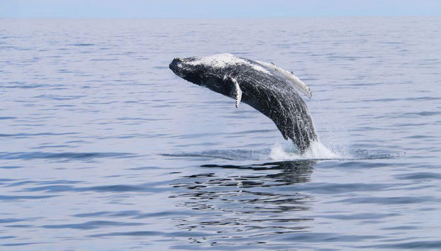 Avvistamento Classico di Balene da Dalvík - Foto 4