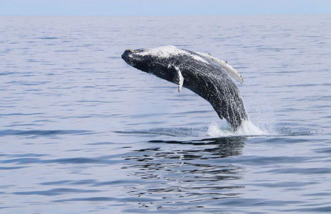 Avvistamento Classico di Balene da Dalvík - Foto 4