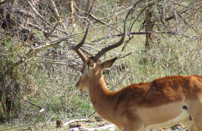 Amanya 1-bed Zebra Tent - Foto 20