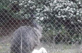 Lou Pichoun Jas - Photo 17