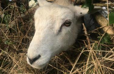 Ballygally seaview apartment - Foto 19