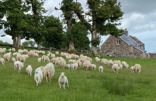 Pant Llwyd Farm - Foto 26