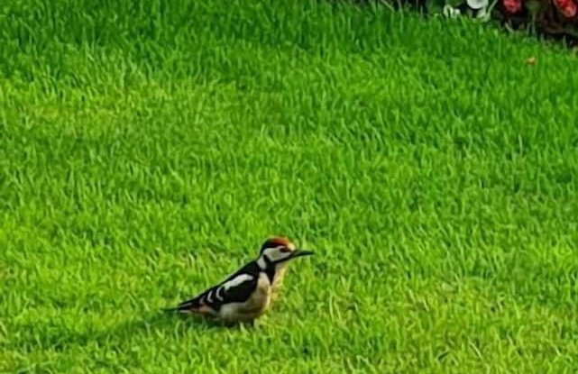 Woodpeckers Cottage - Foto 53