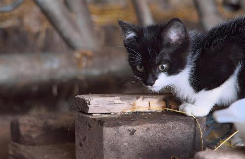 Altvogtshof - Photo 4