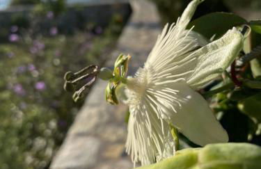 Stonevillas and Seaview Garden Marion - Foto 6