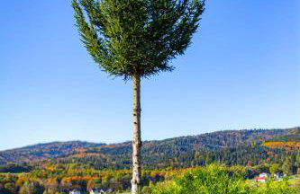 Chata drewniana Stefanówka - Foto 53