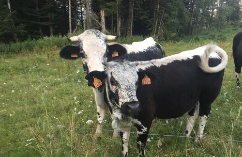 Gîte du dahu barbu - Foto 22