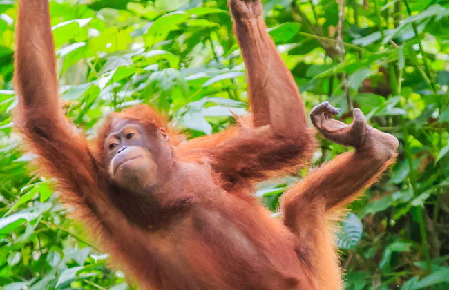 Crucero privado por Borneo con avistamiento de orangutanes - Foto 1