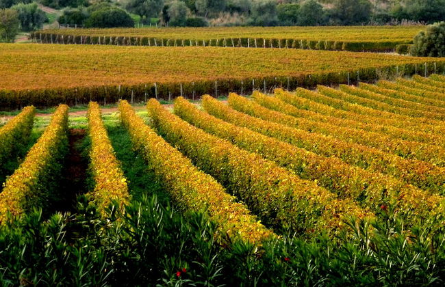 Agriturismo Fattoria Il Casalone - Foto 47