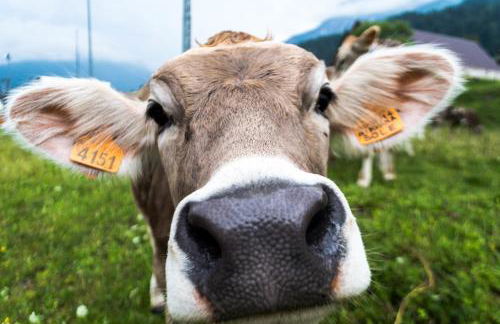 Residence Cavanis Wellness & Spa - Photo 18