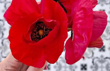 Casa Delicosta- 2 Flat Country house with garden, 15 min from Trikala - Foto 46