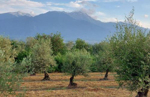 Olympos Philoxenia, μεταξύ βουνού και θάλασσας - Foto 8