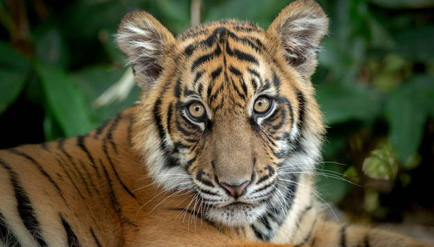 Escursione all'Australia Zoo - Foto 2