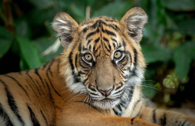 Australia Zoo Entrance Ticket - Photo 2