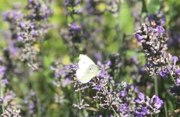 Casa Gianmoena - Foto 9